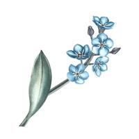 The forget-me-not flower. A watercolor illustration. Highlight it. A sprig of blue forget-me-nots with a leaf. For making greeting cards and invitations for birthday or wedding. vector