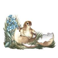 A hatched chicken on the grass with forget-me-nots. A watercolor illustration. Highlight it. For making greeting cards and invitations for Easter. For packaging, labels, banners and posters vector