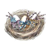 A nest with Easter eggs, decorated with willow bows and forget-me-nots. watercolor illustration in vintage style. Highlight it. For making greeting cards and invitations for Easter. vector