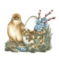 Easter composition. A cute chicken and an egg decorated with willow and forget-me-nots. A watercolor illustration. Highlight it. For the design of greeting cards and invitations for Easter. vector