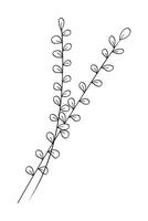 Botanical floral branch hand drawn. illustration. vector