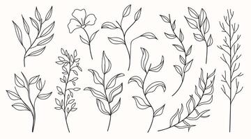 hand drawn set of various silhouette branches with leaves in outline technique on the white background. vector