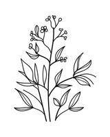 Twigs with Leaves in a Botanical Style.Illustration vector