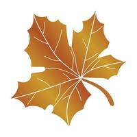 Autumn red maple leaf.Autumn maple leaf. illustration vector