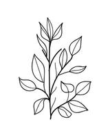 Hand Drawn Twigs with Leaves in a Botanical Style. vector