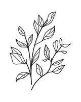 Isolated hand drawn doodle line branch. Flat illustration . vector