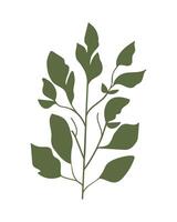 Green botanical leaves and branch. illustration vector