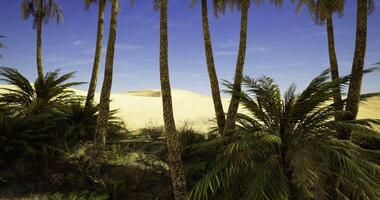 Palm trees frame sand dunes beneath a clear blue desert sky video