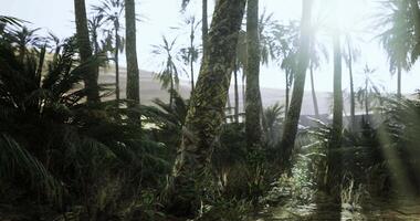 Exploring a lush tropical forest with sunlight filtering through palm trees video