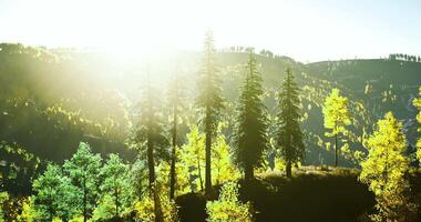 Sunlight filtering through tall trees in a vibrant forest during daytime video
