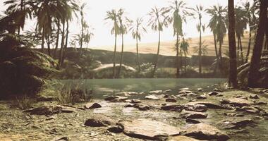 Sunlight reflects off tranquil water surrounded by palm trees in desert oasis video