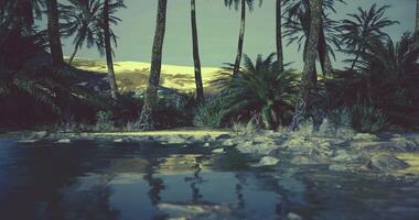 Serene lake surrounded by palm trees under a tranquil sky at dusk video