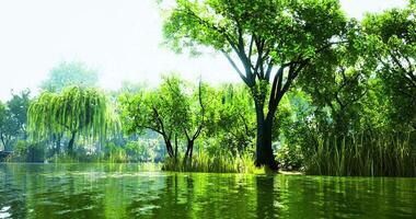 Lush green trees reflecting on a tranquil lake during daylight hours video
