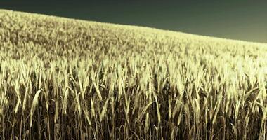 Golden wheat field under a clear sky at dusk in late summer video