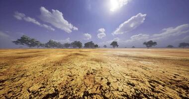 Expansive desert landscape with dry ground and scattered trees under bright sky video