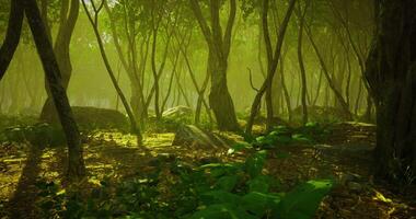 Sunlight filters through a dense forest creating a serene atmosphere in nature video