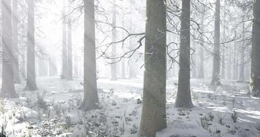 Snow covered forest with tall trees under soft winter light in daytime video