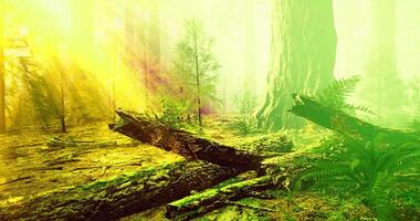 Sunlight filtering through trees in a lush green forest during the day video
