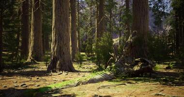 Sunlight filtering through tall trees in a peaceful forest setting video