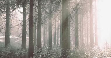 Misty morning in a serene forest with tall trees and soft sunlight video