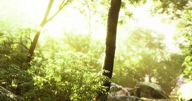Light filters through trees in a serene forest landscape during golden hour video