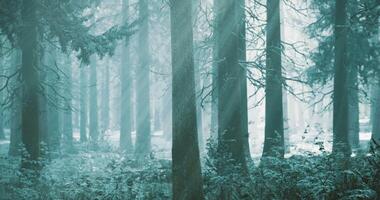 Misty forest with tall trees and soft sunlight filtering through branches video