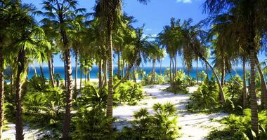Serene tropical beach with golden sands and lush palm trees under clear sky video
