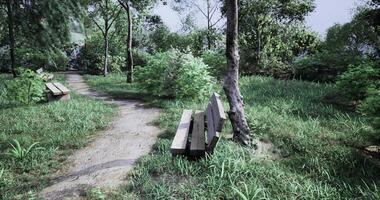 Serene park path with benches surrounded by lush greenery and trees video