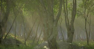 Sunlight filters through trees in tranquil forest during early morning video