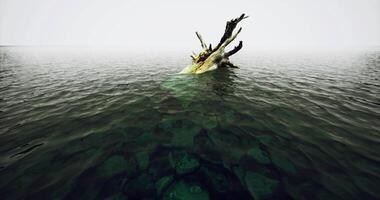 Lonely tree stump rises from calm water in a tranquil natural landscape video