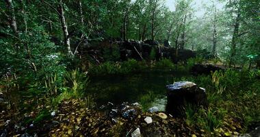 Tranquil forest setting with a serene pond surrounded by lush vegetation video