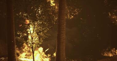 Wildfire spreads rapidly through dense forest, threatening wildlife and trees video