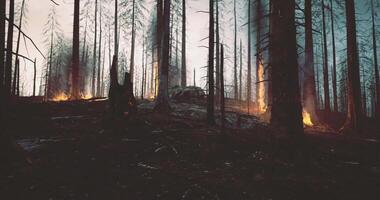 Forest landscape affected by wildfire with burning trees and smoke video