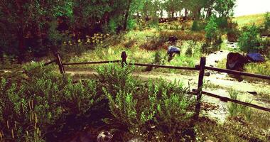 Serenity in a sunlit meadow with a rustic wooden fence and vibrant flora video