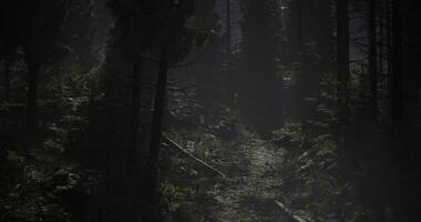 Forest path illuminated by soft light during early morning hours video