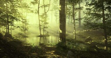 Misty forest landscape with serene pond and sunlight filtering through trees video
