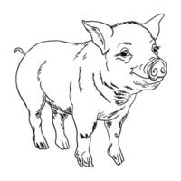 a pig is standing in a line drawing vector