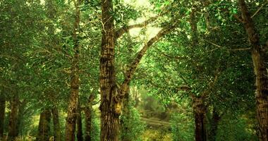 Lush green forest displaying vibrant foliage under soft natural light video