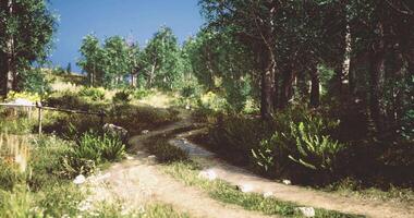 Winding path through lush greenery in a serene natural landscape video