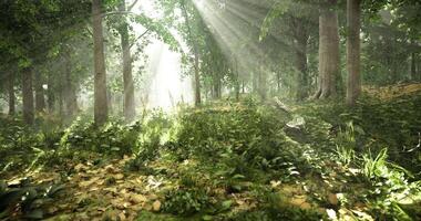 Sunlight filtering through trees in a serene forest during morning hours video