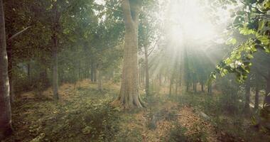 Sunlight filters through lush trees in a serene forest setting video