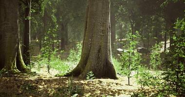 Sunlight filtering through a dense forest with vibrant undergrowth in spring video