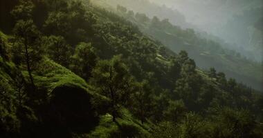 Lush hillside with vibrant greenery and soft slopes at golden hour video