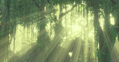 Sunlight streaming through dense forest foliage in early morning light video