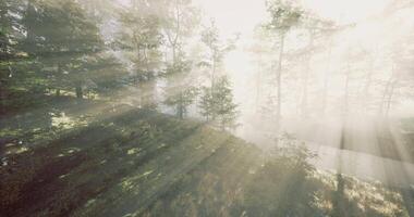 Sunlight filtering through misty forest trees at dawn video