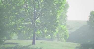 Lush green landscape with trees and soft morning light in a serene setting video