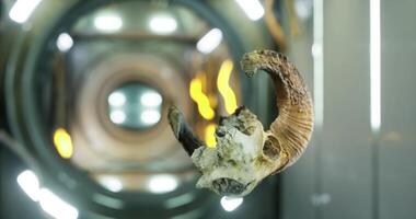 Ram skull floats in microgravity on the international space station video