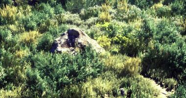 Dense green shrubbery surrounding a large rock in a sunny outdoor setting video