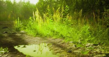 Vibrant greenery and soft light illuminate a muddy path in lush nature video