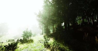 Sunlight filters through trees in a serene forest landscape at dawn video